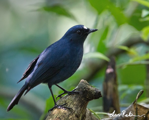 Javan Blue Robin